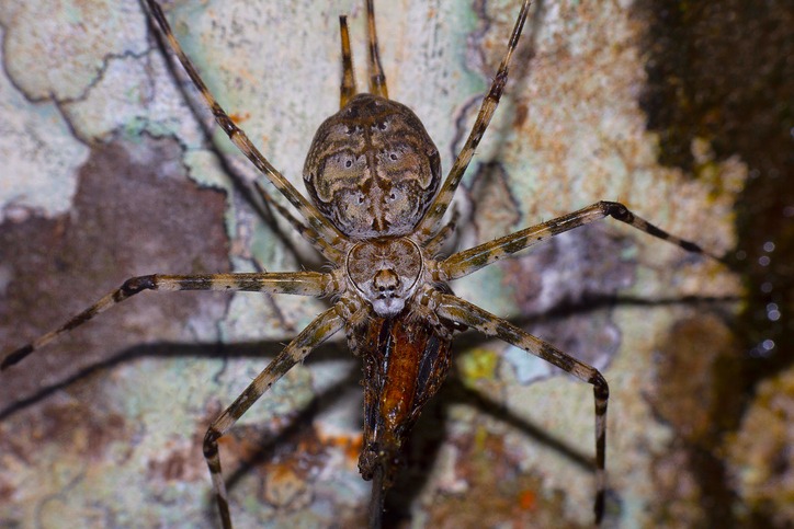 Two tailed spider 