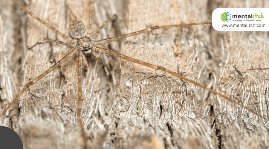 What Characteristics Define the Two-Tailed Spider?