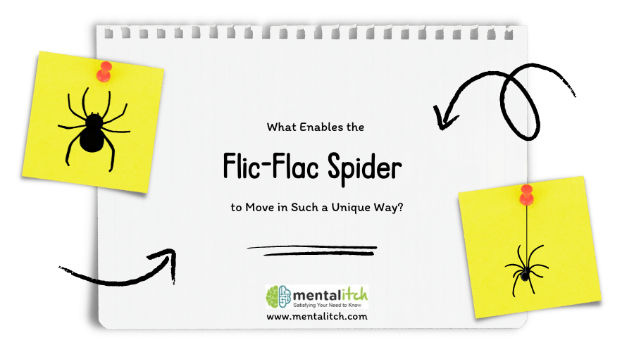 What Enables the Flic-Flac Spider to Move in Such a Unique Way?