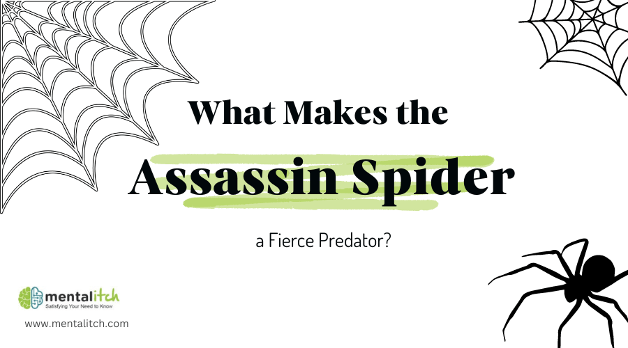 What Makes the Assassin Spider a Fierce Predator?
