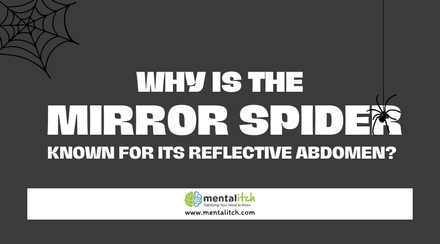 Why Is the Mirror Spider Known for Its Reflective Abdomen?