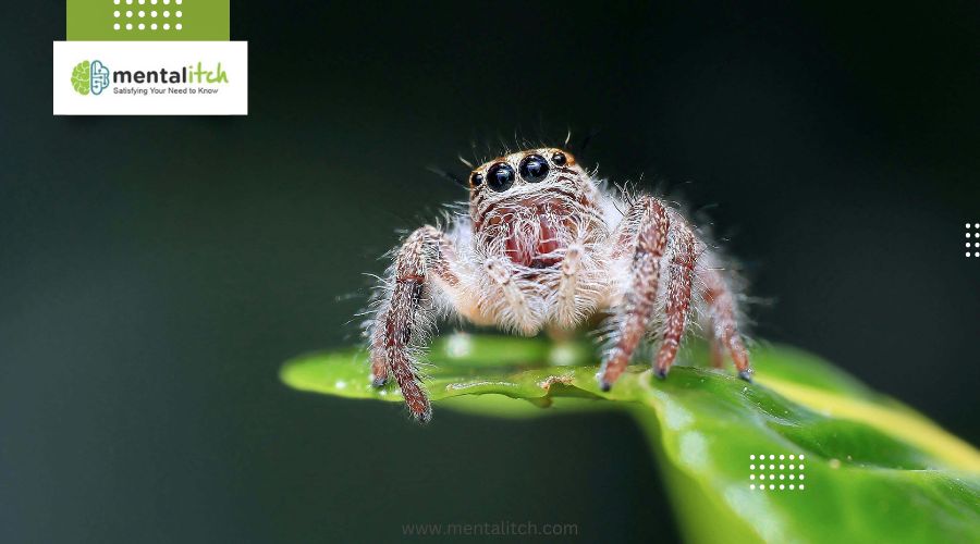 What Behaviors Distinguish the Ogre-Faced Spider?