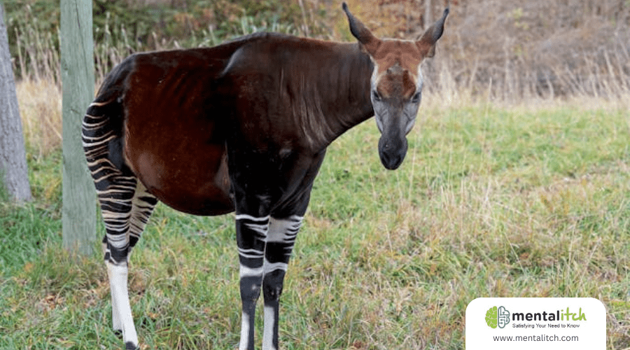 Learn About the Strange and Unusual Okapi
