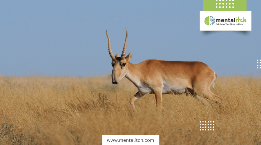 Learn About the Strange and Unusual Saiga Antelope